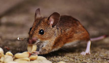 24 Hour & Emergency Exterminators in East Lynne, MO